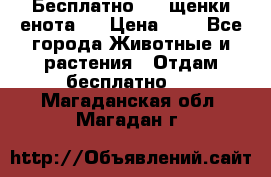 Бесплатно !!! щенки енота!! › Цена ­ 1 - Все города Животные и растения » Отдам бесплатно   . Магаданская обл.,Магадан г.